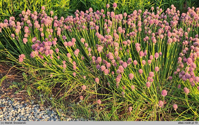 Allium schoenoprasum Diva