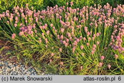 Allium schoenoprasum Diva