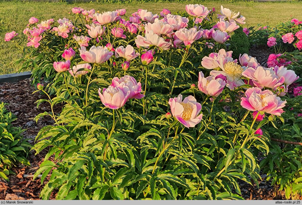 Paeonia lactiflora Kabata