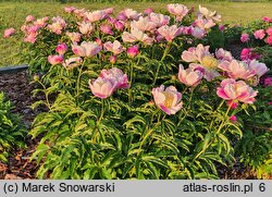 Paeonia lactiflora Kabata