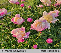 Paeonia lactiflora Kabata