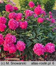 Paeonia lactiflora Prof. Wóycicki