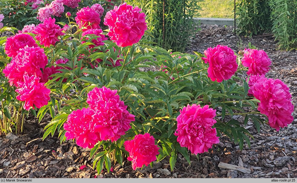 Paeonia lactiflora Hania