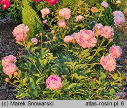 Paeonia lactiflora Ursynów