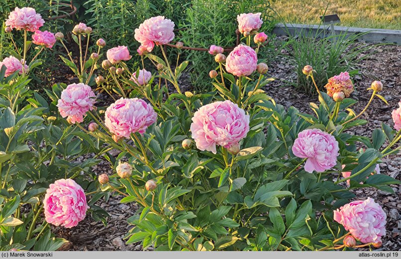 Paeonia lactiflora Ursynów