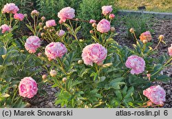 Paeonia lactiflora Ursynów