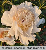 Paeonia lactiflora Ewelina