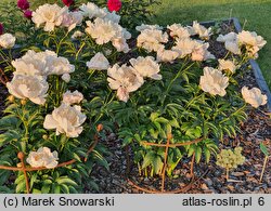 Paeonia lactiflora Ewelina