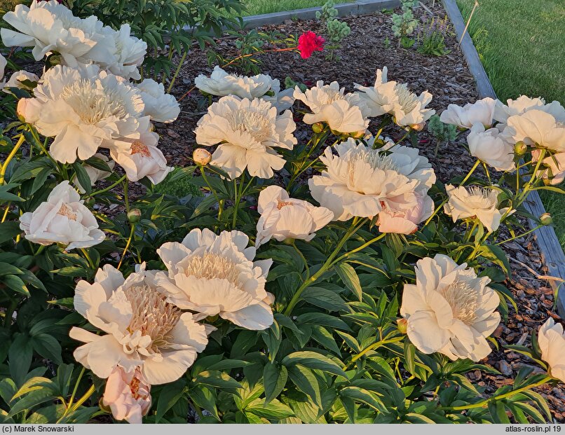 Paeonia lactiflora Ewelina