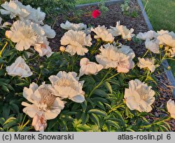 Paeonia lactiflora Ewelina