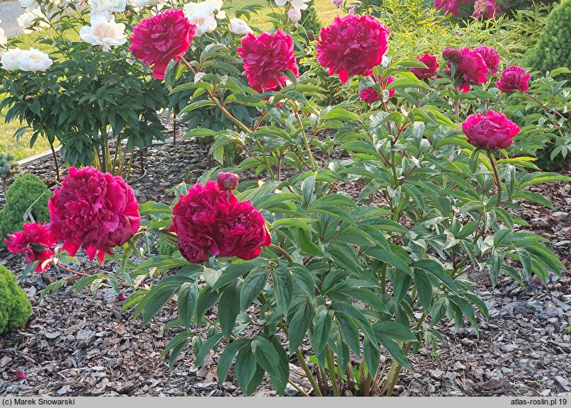 Paeonia lactiflora Krystyna