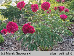 Paeonia lactiflora Krystyna
