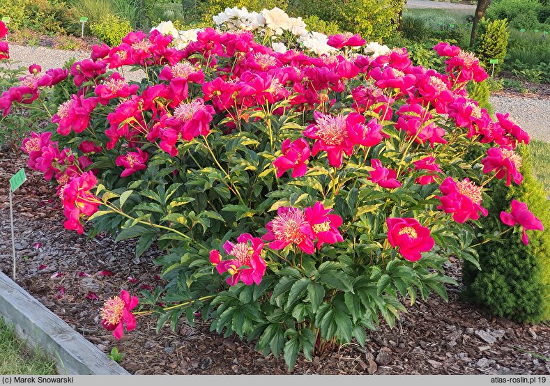 Paeonia lactiflora Ursyn Niemcewicz