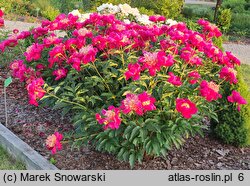 Paeonia lactiflora Ursyn Niemcewicz
