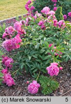 Paeonia lactiflora Barbara