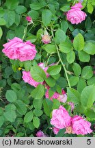 Rosa hort. Radliniec