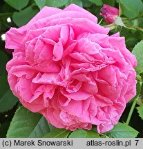 Rosa hort. Radliniec