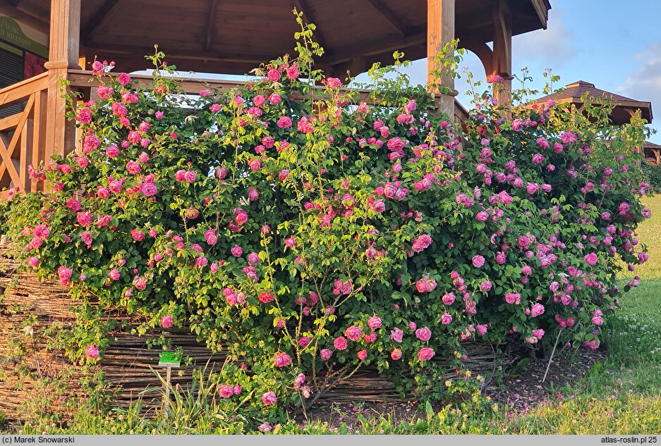 Rosa hort. Radliniec