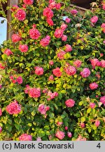 Rosa hort. Radliniec