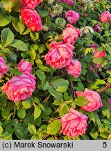 Rosa hort. Radliniec