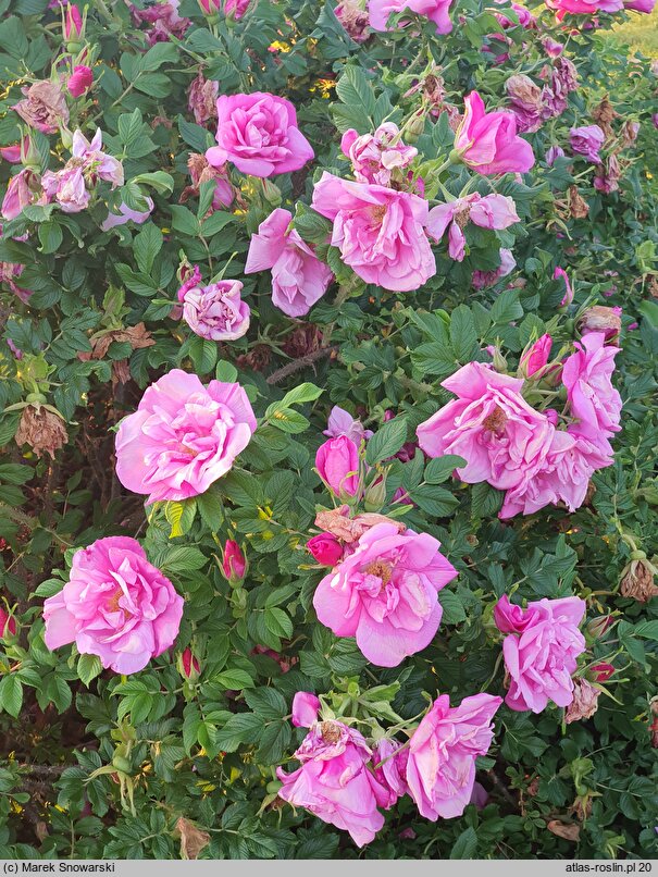Rosa hort. Adam Chodun