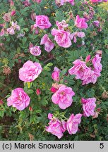 Rosa hort. Adam Chodun