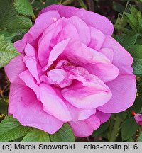 Rosa hort. Adam Chodun