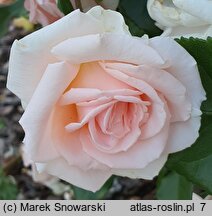 Rosa hort. Ola Wolska