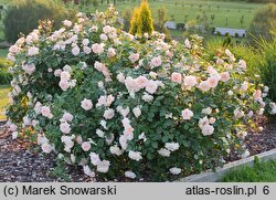 Rosa hort. Ola Wolska