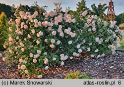 Rosa hort. Ola Wolska