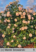 Rosa hort. Ola Wolska