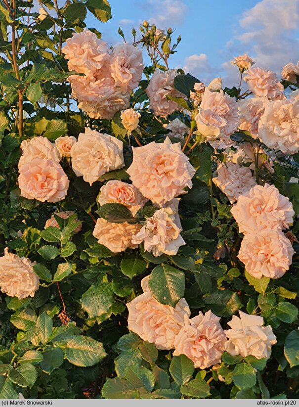 Rosa hort. Ola Wolska