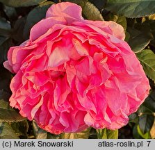 Rosa hort. Borneo Odore
