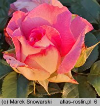 Rosa hort. Borneo Odore