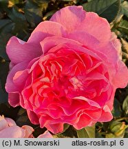 Rosa hort. Borneo Odore