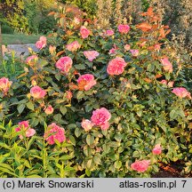 Rosa hort. Borneo Odore