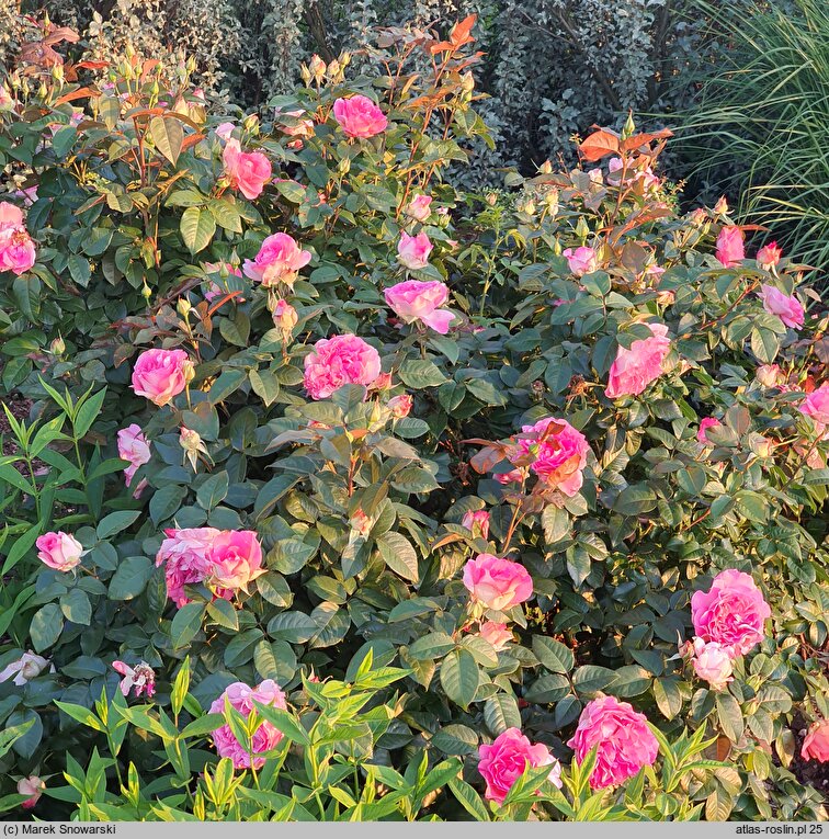 Rosa hort. Borneo Odore