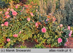 Rosa hort. Borneo Odore