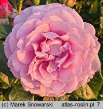 Rosa hort. Jagoda
