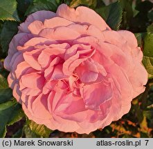 Rosa hort. Jagoda