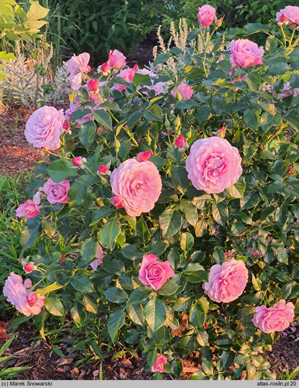 Rosa hort. Jagoda