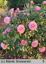 Rosa hort. Jagoda