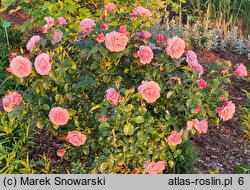 Rosa hort. Jagoda