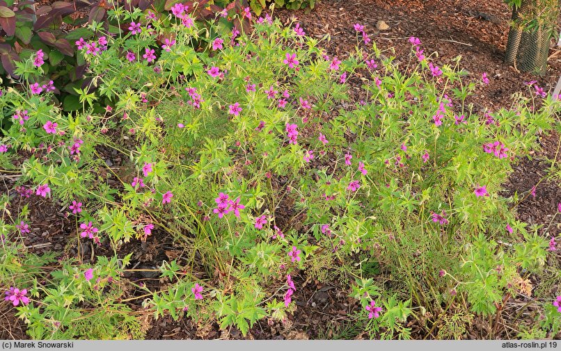 Geranium hort. JS Hola Guapa