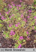 Geranium hort. JS Hola Guapa