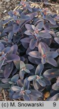 Sedum hort. Oriental Dancer