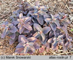 Sedum hort. Oriental Dancer