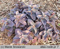 Sedum Oriental Dancer