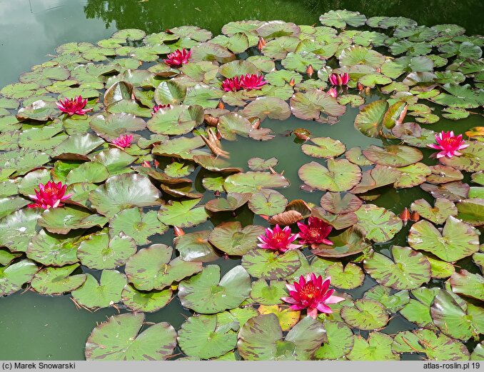 Nymphaea hort. Château le Rouge