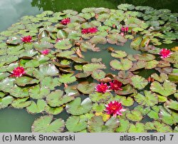 Nymphaea hort. Château le Rouge